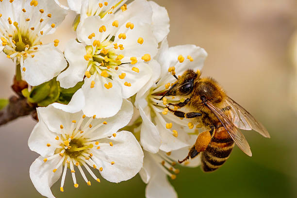 Méh egy tavaszi virágon, amely pollent és nektárt gyűjt - hasznos bogarak, rovarok